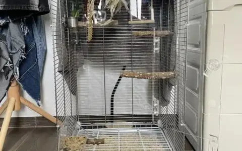 How to Clean a Parrot Cage Properly: A Step-by-Step Guide for a Healthy Bird