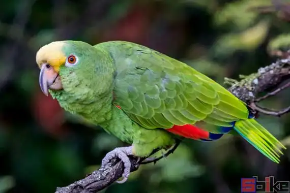 Yellow-crowned-Amazon-in-full-health