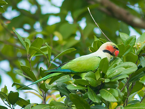 How to Teach a Parrot to Talk