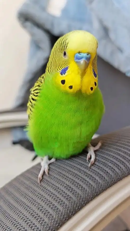 Budgerigar