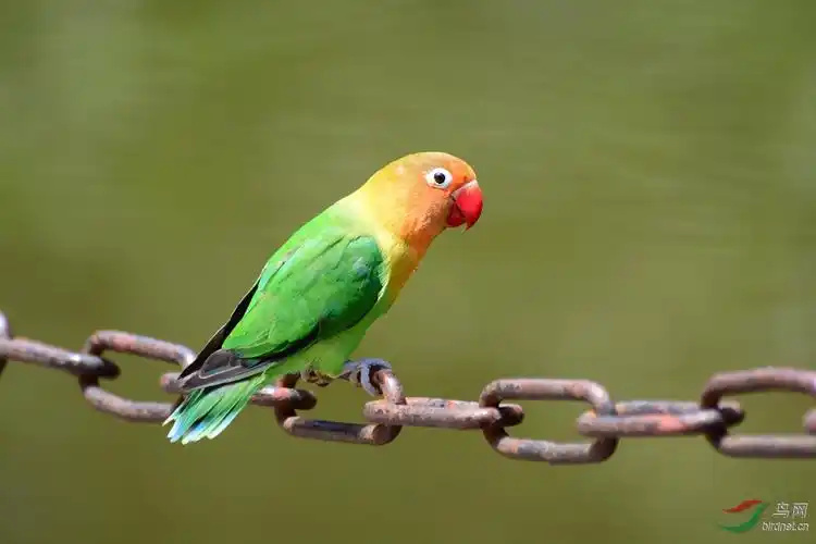 Fischer’s Lovebird