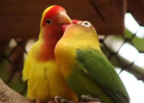 Fischer’s Lovebird