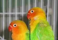 Fischer’s Lovebird