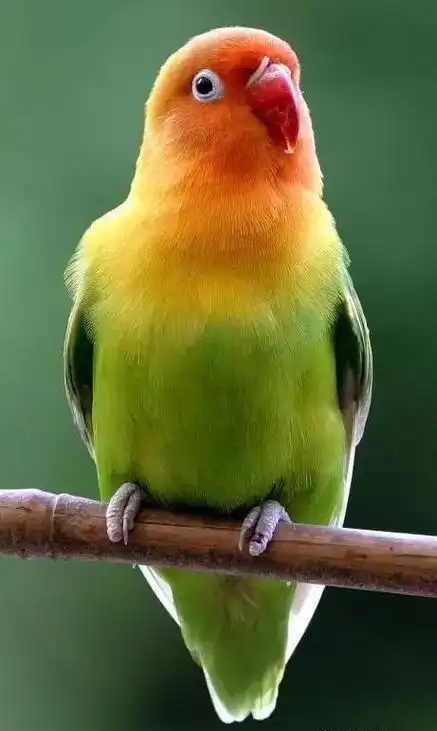 Fischer’s Lovebird