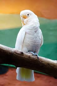 Goffin’s-Cockatoo