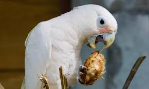 Goffin’s-Cockatoo-2