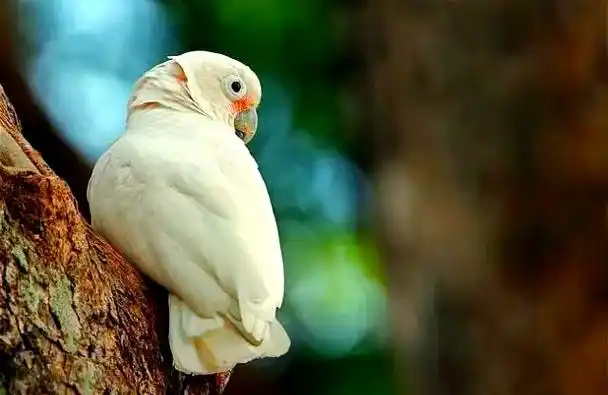 Goffin’s-Cockatoo-3