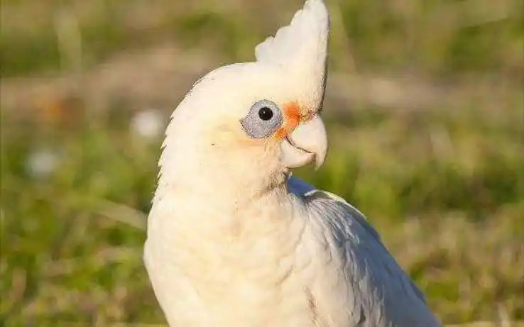 Goffin’s-Cockatoo-1