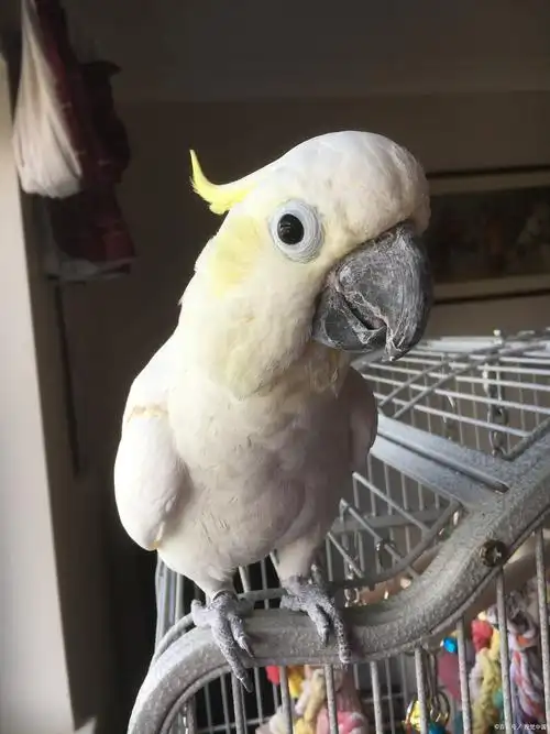 Common-Parrot-Health-Problems