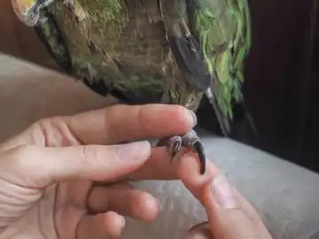 how-to-trim-your-parrots-nails