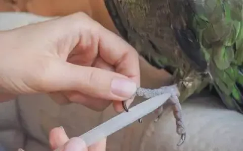 How to Trim Your Parrot’s Nails: A Safe, Stress-Free Guide