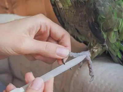 how-to-trim-your-parrots-nails