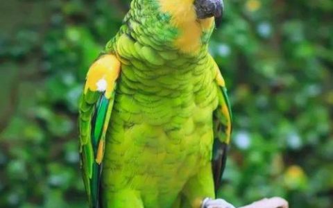 Parrot History: Yesterday & Today
