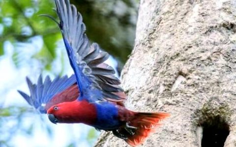 What Eclectus Parrots Are Like As Pets