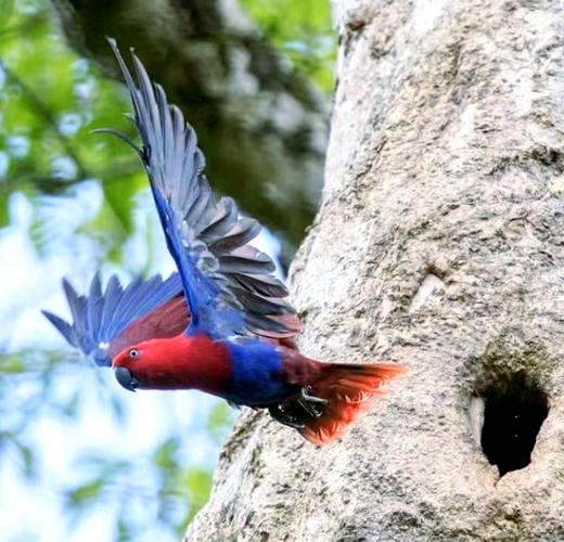 Eclectus Parrot