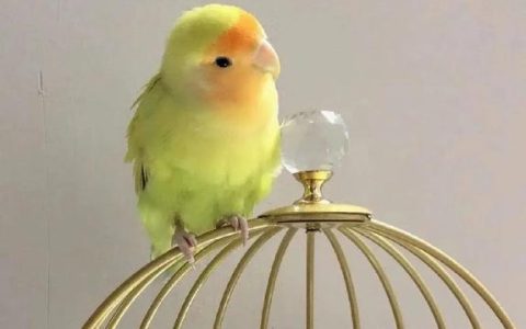 Quaker Parrots: Great Pet Birds