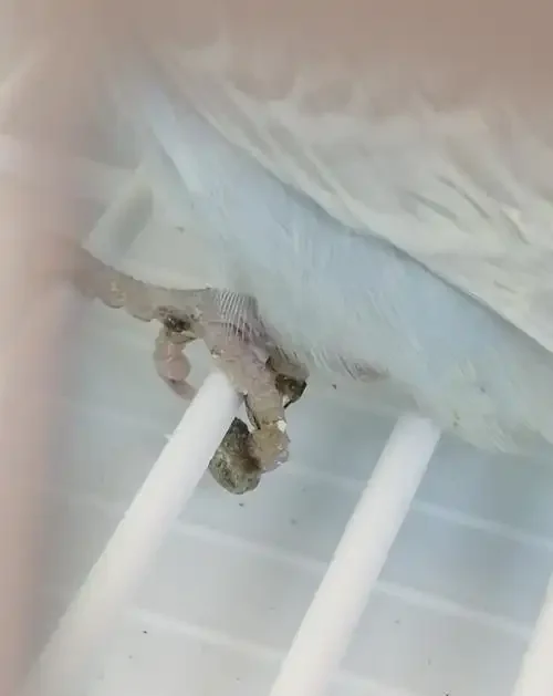 What You Need To Know About Parrot Feet