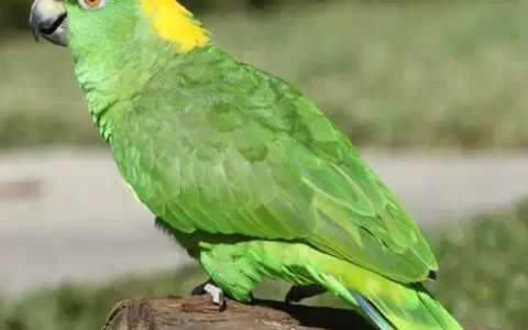 Complete Guide to Common Parrot Diseases: Symptoms, Prevention & Treatment