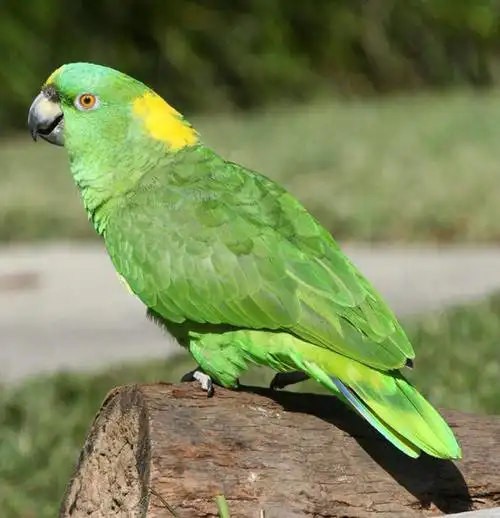 Complete Guide to Common Parrot Diseases: Symptoms, Prevention & Treatment