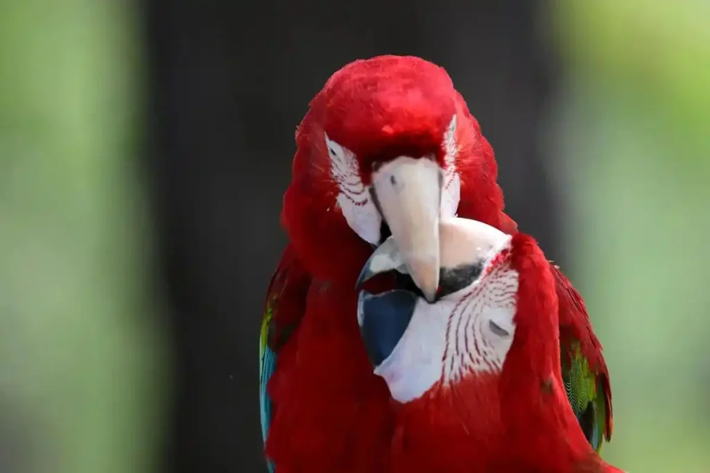 Macaws-that-fall-victim-to-Wasting-Syndrome-are-unlikely-to-pull-through