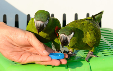 How to Clean a Dirty Parrot