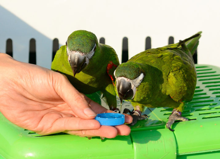 Birds as tame as these Hahn’s macaws are easier to clean
