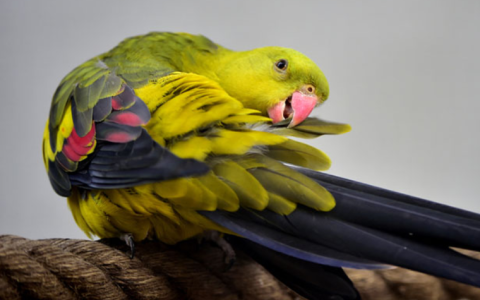 Common Parrot Parasites and How to Treat Them