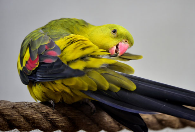 This-Regent’s-parrot-looks-healthy-but-parasites-might-be-lurking