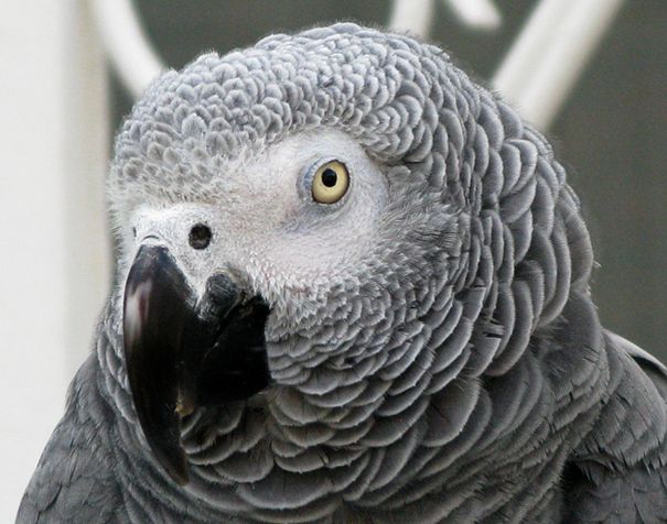 How to Teach a Parrot to Talk