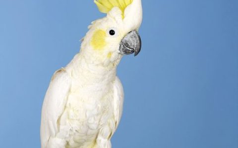 How to Care for a Sick Parrot: Critical Steps from an Avian Breeder & Rescuer