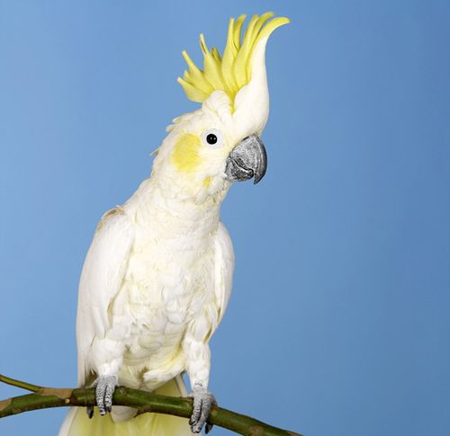 How-to-Care-for-a-Sick-Parrot