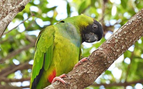 Parakeet Care 101: How To Take Care of a Parakeet