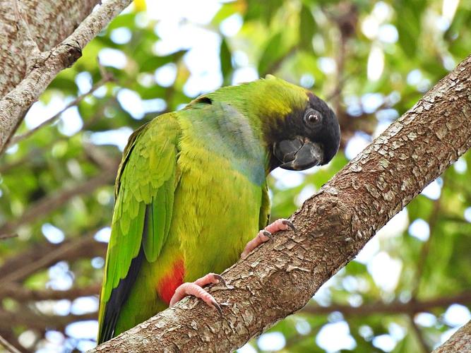 Parakeet