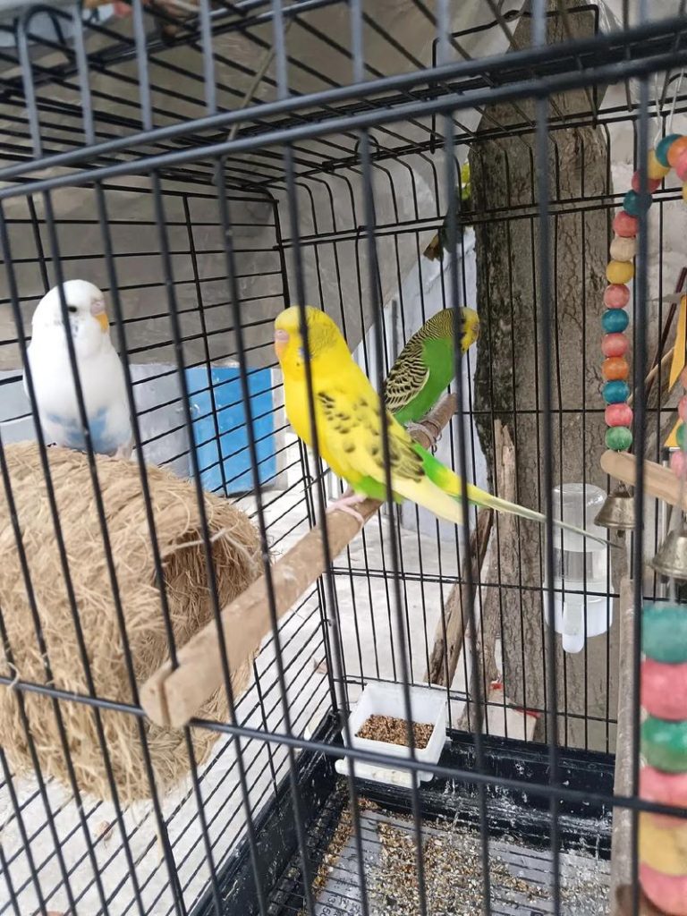 What-Do-Parakeets-Need-in-Their-Cage?