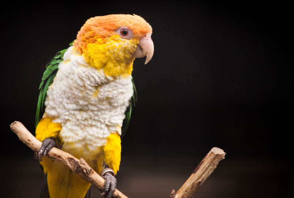 A-healthy-White-bellied-caique