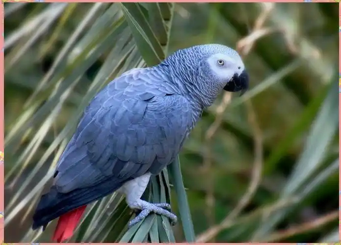 African Grey Parrot