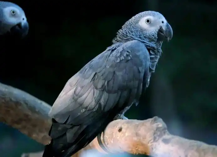 African-Grey-Parrot