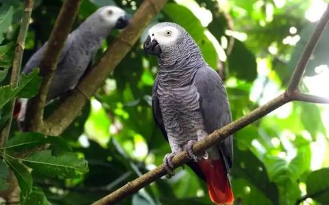 Best Parrots for Talking: Top Species and Why They Excel