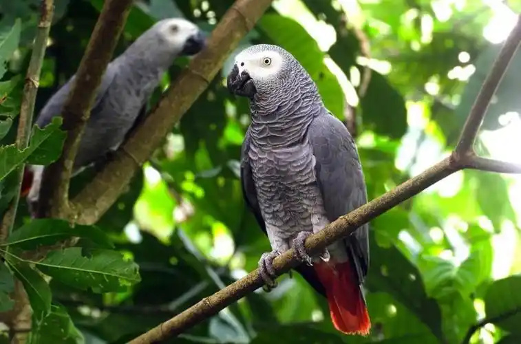 Best-Parrots-for-Talking