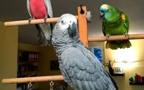 Do’s And Don’ts For African Grey Parrots