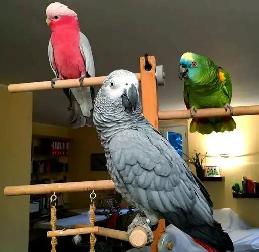 African-Grey-Parrots