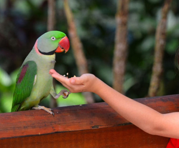 Alexandrine-parrot,