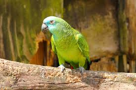 Amazon Parrot