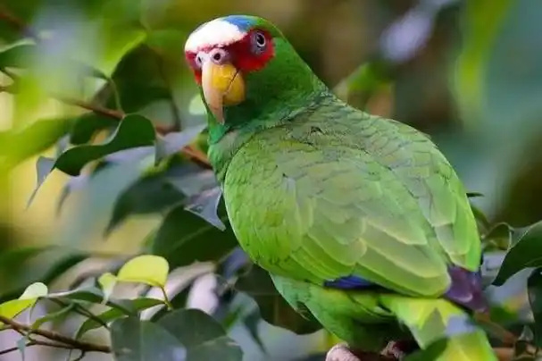 Amazon-Parrots