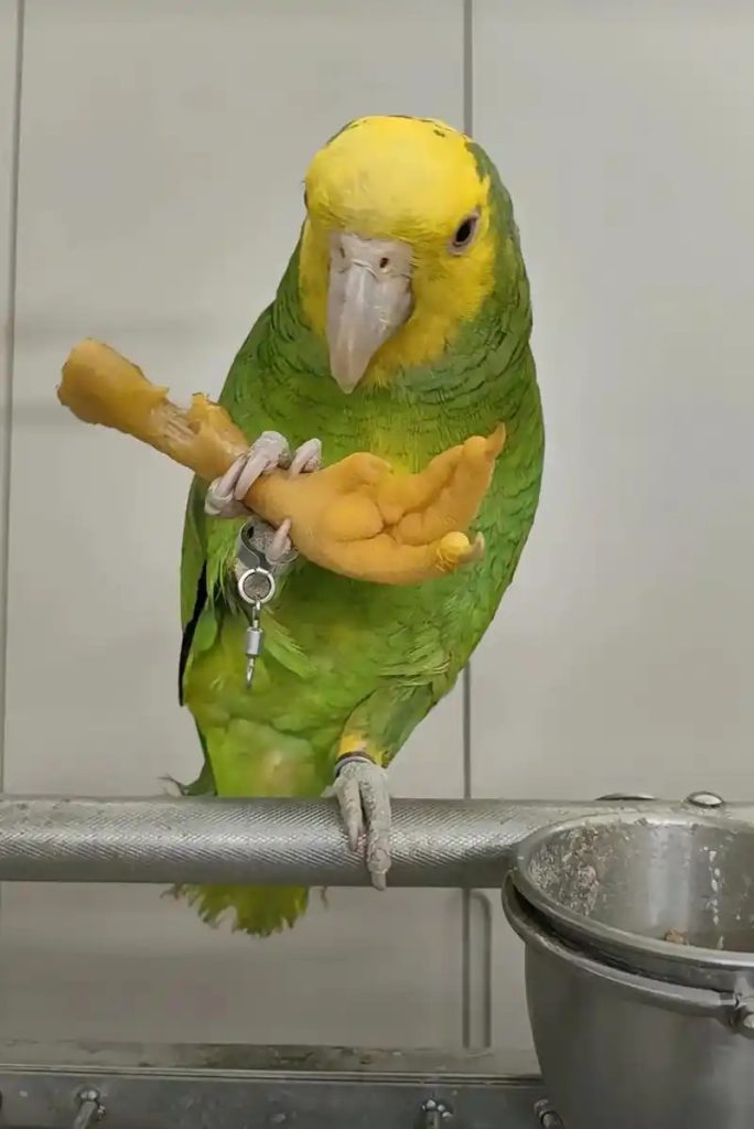 Amazon-Parrot-Behavior-Revealed