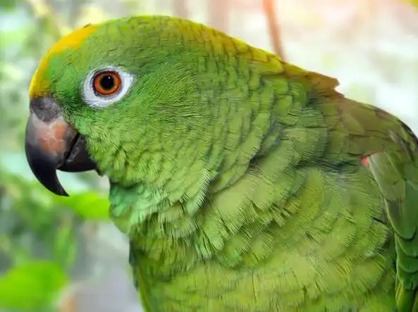 Amazon-parrot