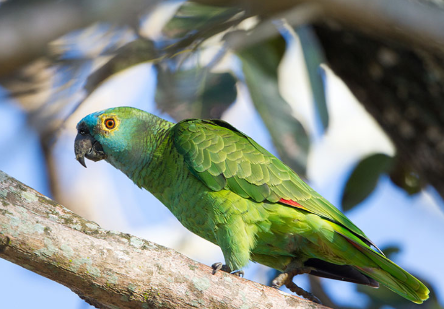 Common Parrot Parasites and How to Treat Them