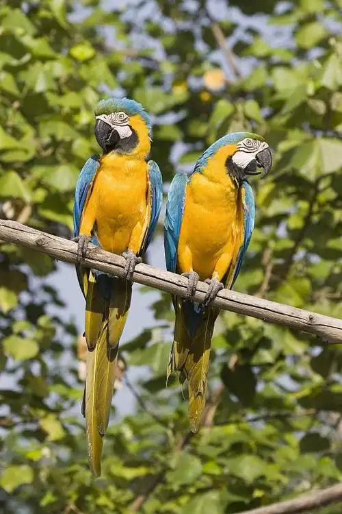 Blue-and-Gold-Macaw