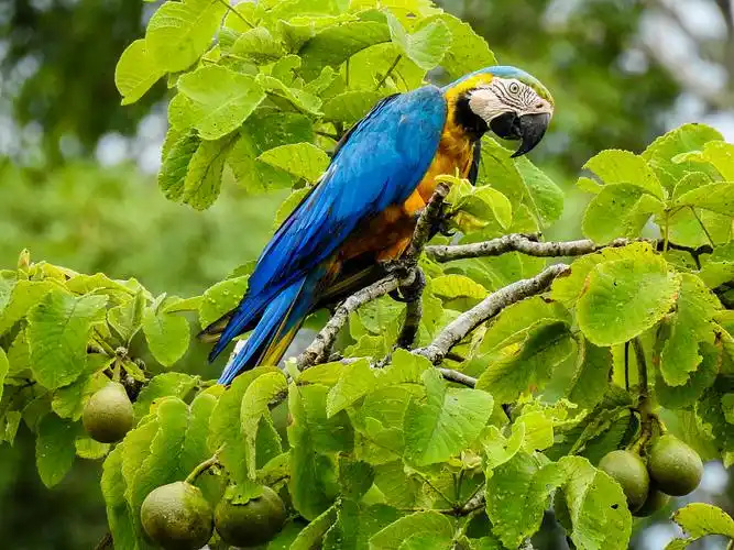 Blue-and-Gold-Macaw-1