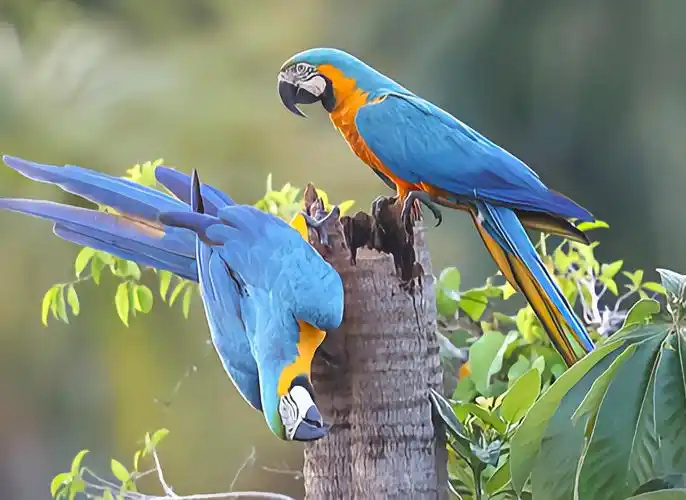 Blue-and-Gold-Macaw-3